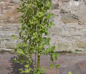 Salix caprea 'Kilmarnock'