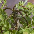 Salix caprea 'Kilmarnock'