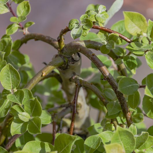 Salix caprea 'Kilmarnock'
