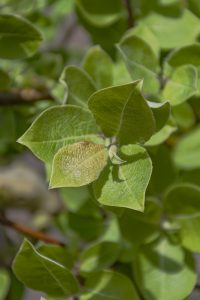 Salix caprea 'Kilmarnock'