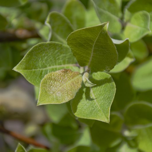 Salix caprea 'Kilmarnock'
