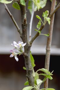 Malus domestica 'Egremont Russet'
