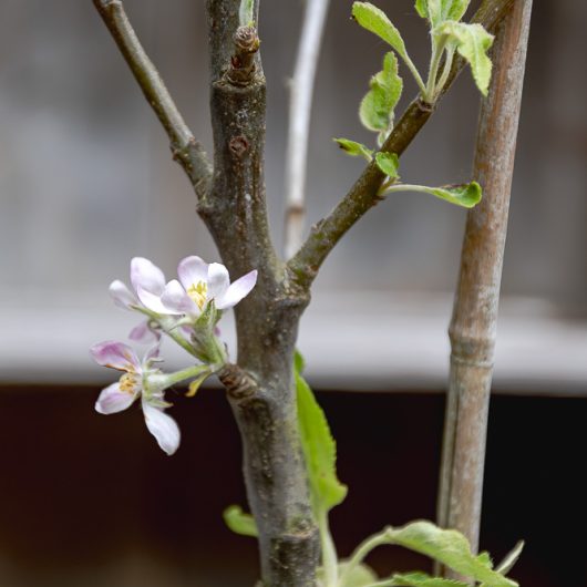 Malus domestica 'Egremont Russet'