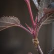 Prunus serrulata 'Royal Burgundy'