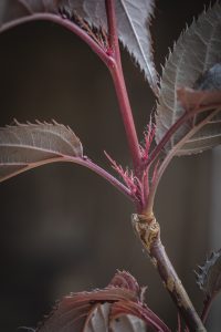 Prunus serrulata 'Royal Burgundy'