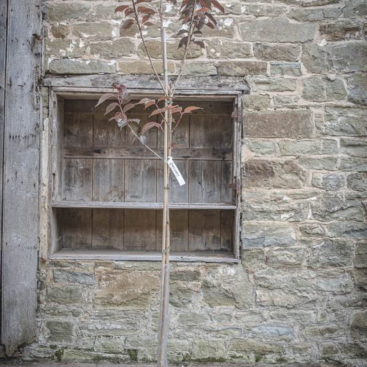 Prunus serrulata 'Royal Burgundy'