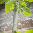 Paulownia tomentosa
