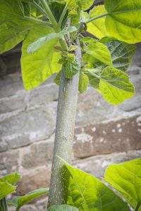 Paulownia tomentosa