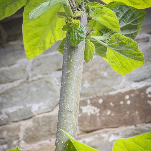 Paulownia tomentosa