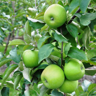 Fruit & Nut Trees For Sale