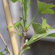 Ginkgo biloba