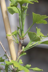 Ginkgo biloba