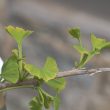 Ginkgo biloba