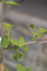 Ginkgo biloba