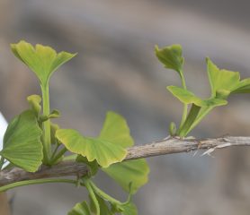 Ginkgo biloba