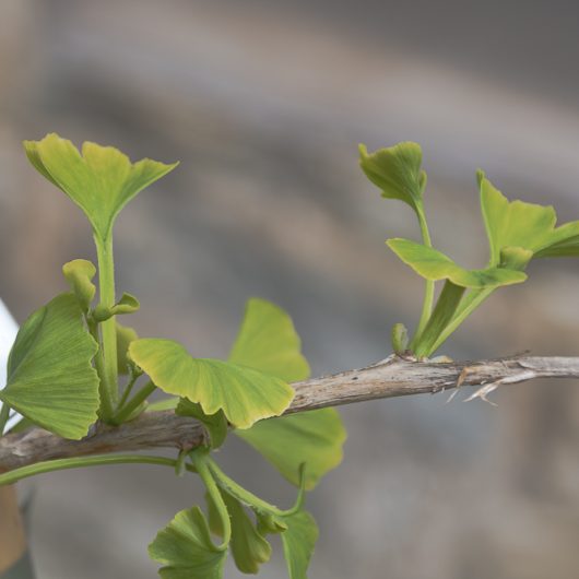 Ginkgo biloba