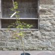 Ginkgo biloba