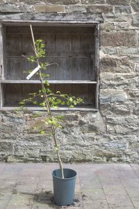Ginkgo biloba