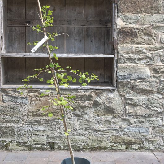 Ginkgo biloba