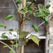 Davidia involucrata