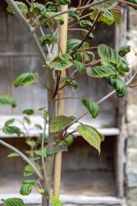 Davidia involucrata