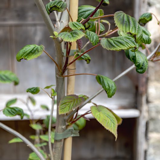 Davidia involucrata