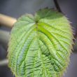 Davidia involucrata