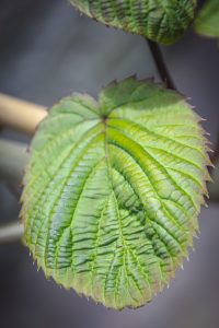 Davidia involucrata