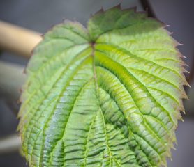Davidia involucrata