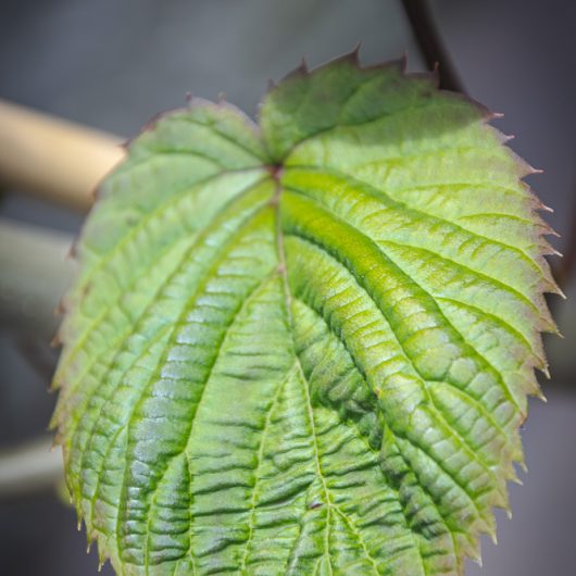 Davidia involucrata