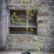 Davidia involucrata