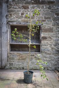 Davidia involucrata