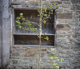 Davidia involucrata