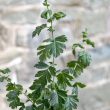 Crataegus monogyna