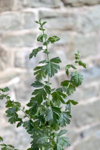 Crataegus monogyna