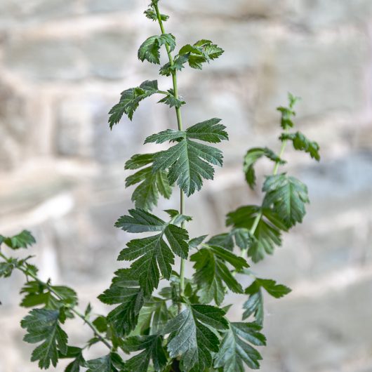 Crataegus monogyna