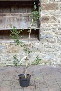 Crataegus monogyna