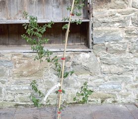 Crataegus monogyna