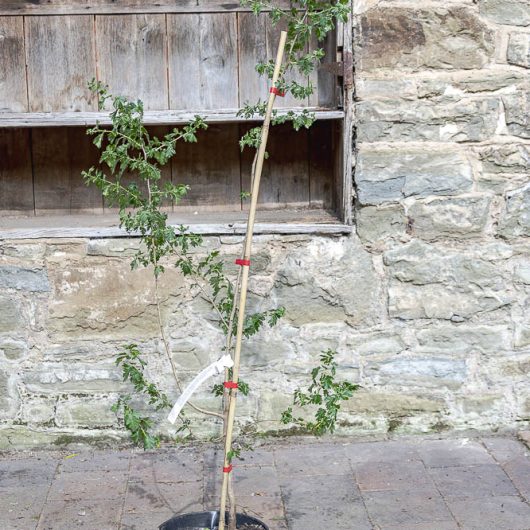 Crataegus monogyna