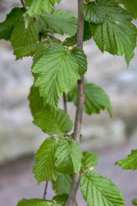 Corylus avellana