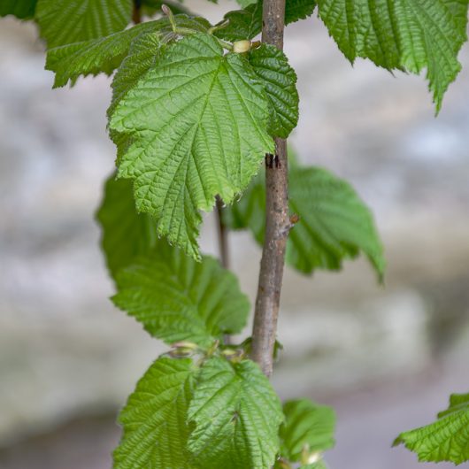 Corylus avellana