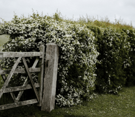 An image of a gate alongside some native hedgerow.