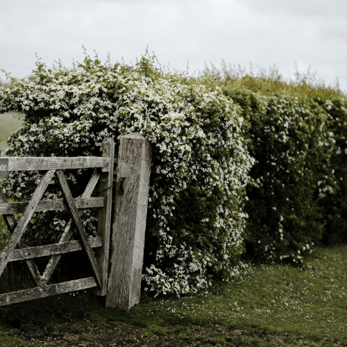 An image of a gate alongside some native hedgerow.