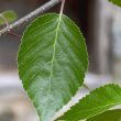 Betula utilis jaquemontii