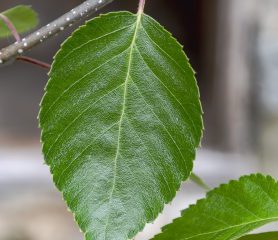 Betula utilis jaquemontii