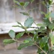 Quercus ilex