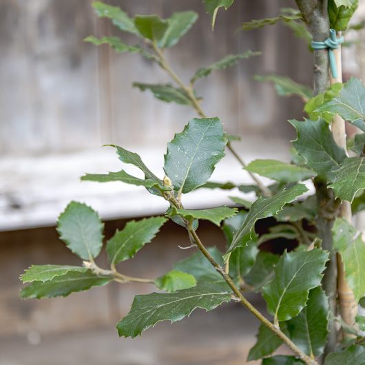 Quercus ilex