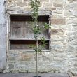 Quercus ilex