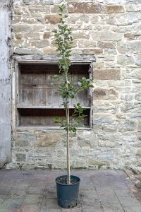 Quercus ilex