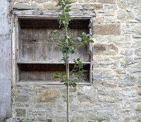 Quercus ilex